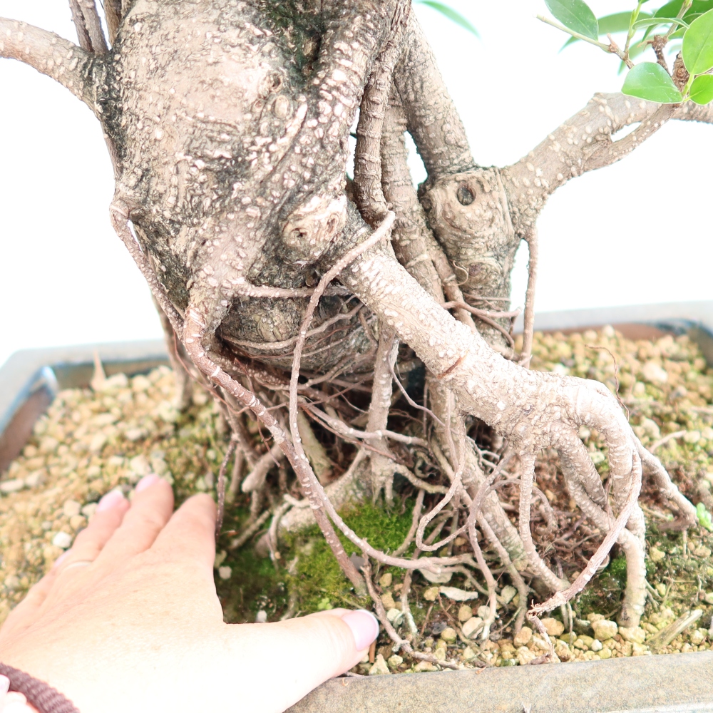 Zimmerbonsai - Ficus kimmen - Kleinblättriger Ficus