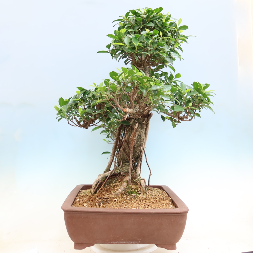 Zimmerbonsai - Ficus kimmen - Kleinblättriger Ficus