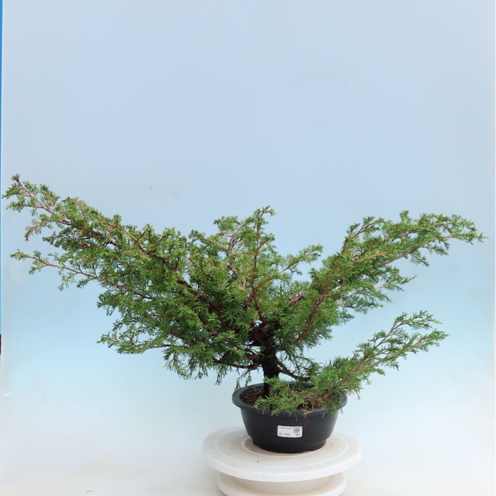 Bonsai für den Außenbereich – Juniperus chinensis Itoigawa – Chinesischer Wacholder