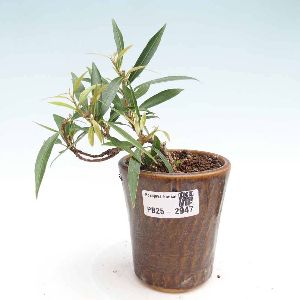 Zimmerbonsai - Ficus nerifolia - Kleinblättriger Ficus