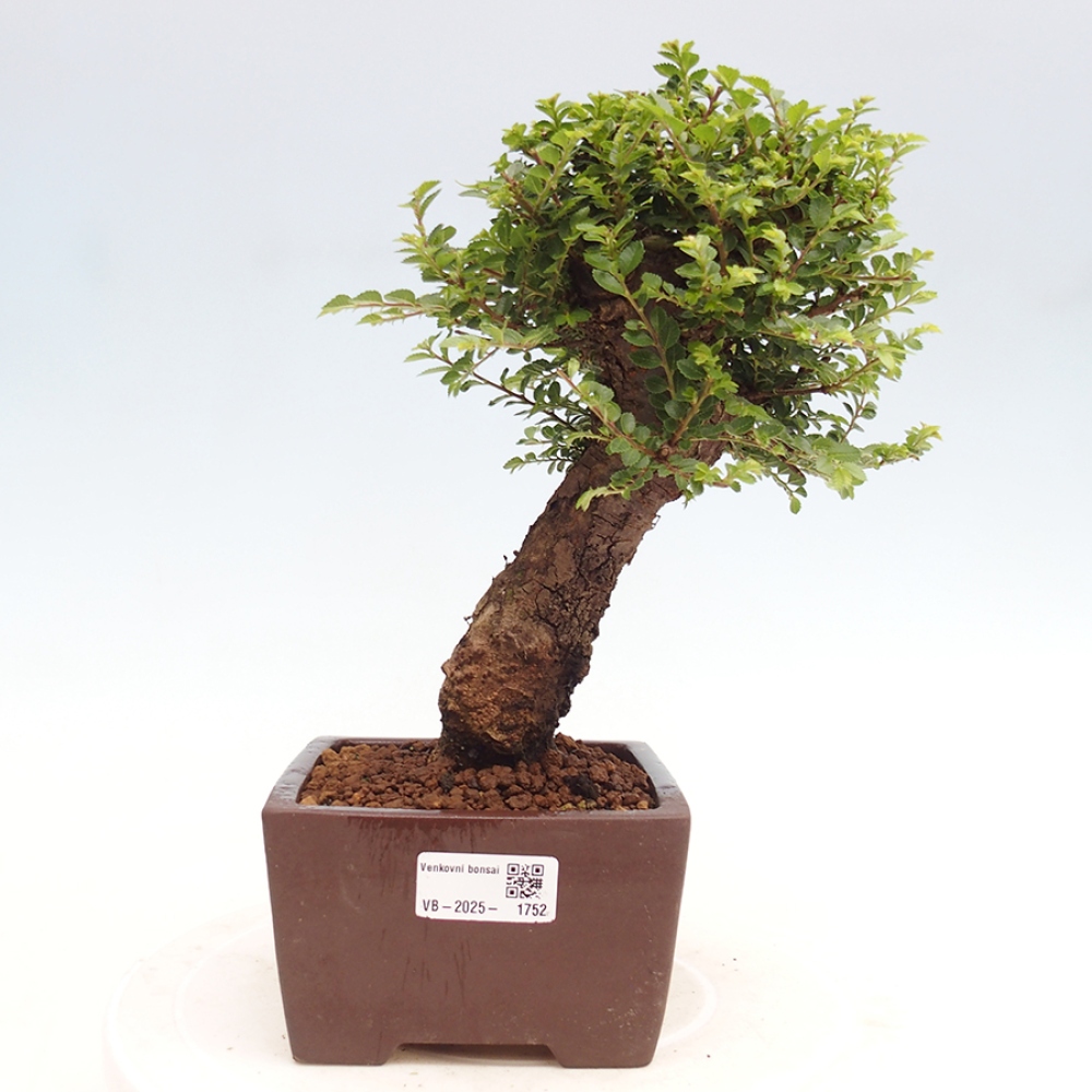 Bonsai für draußen - Ulmus parvifolia Hokkaido - Chinesische Ulme