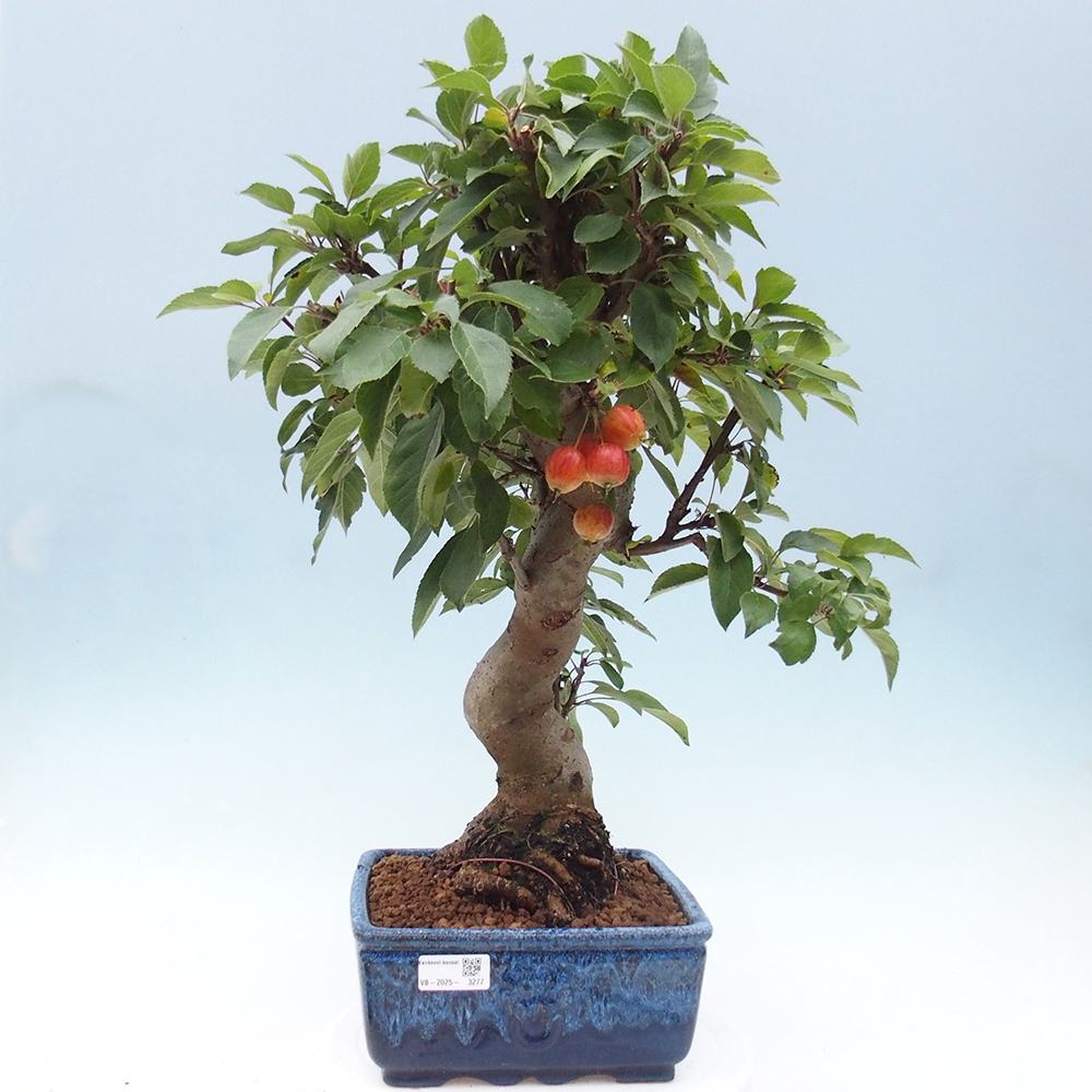 Outdoor-Bonsai -Malus halliana - Kleinfrüchtiger Apfelbaum