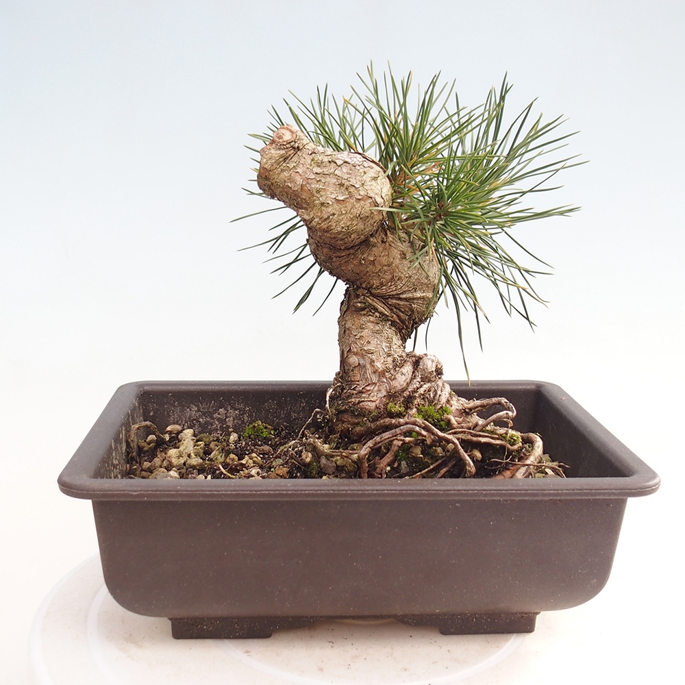 Bonsai für draußen - Pinus thunbergii - Thunberg-Kiefer