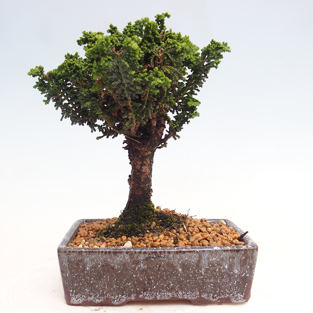 Bonsai für draußen - Cham. obtusa SEKKA HINOKI - Zypresse