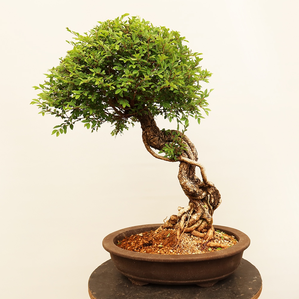 Bonsai für draußen - Zelkova - Zelkova NIRE