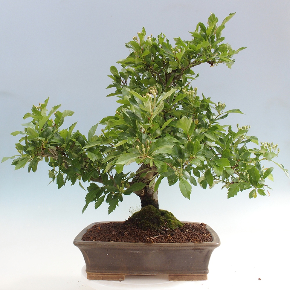 Bonsai für draußen - Weißdorn - Crataegus cuneata