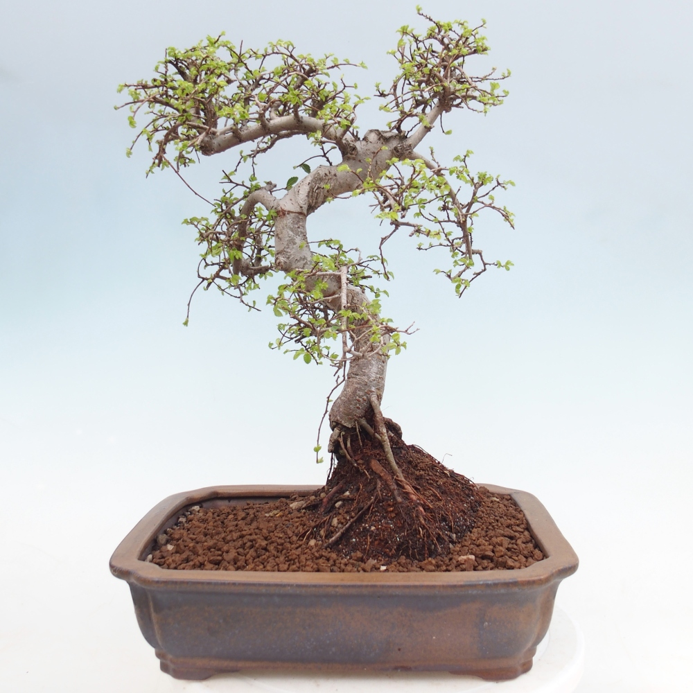 Zimmerbonsai - Ulmus parvifolia - Kleinblättrige Ulme
