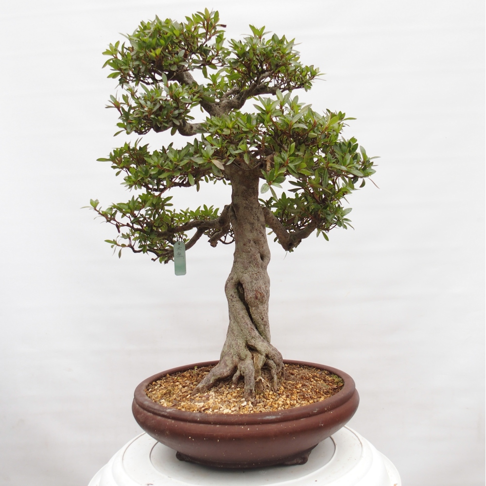 Bonsai für draußen - Japanische Azalee - Azalee Osakazumi
