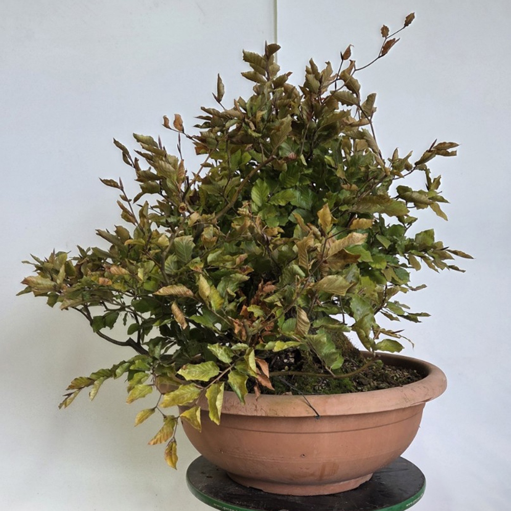 Freiland-Bonsai-Fagus sylvatica