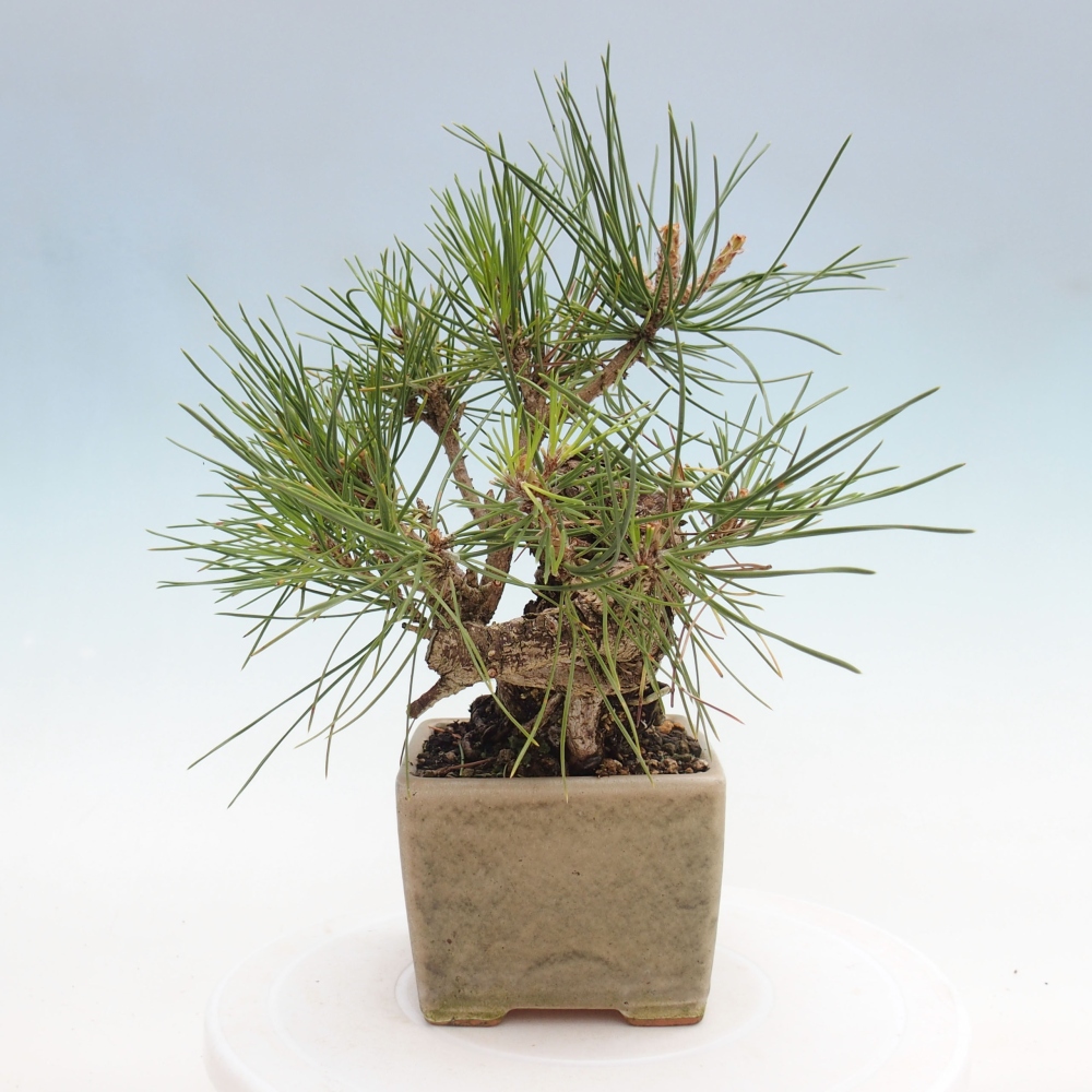 Bonsai für draußen - Pinus thunbergii - Thunberg-Kiefer