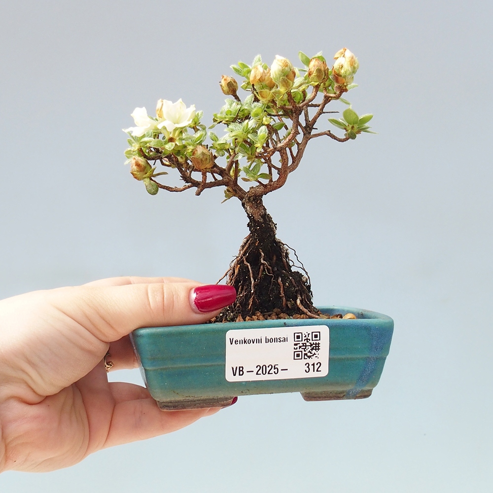 Bonsai für draußen - Rhododendron indicum - Japanische Azalee