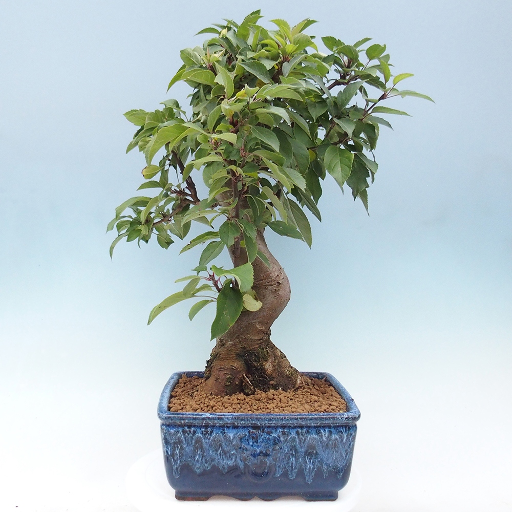Outdoor-Bonsai -Malus halliana - Kleinfrüchtiger Apfelbaum