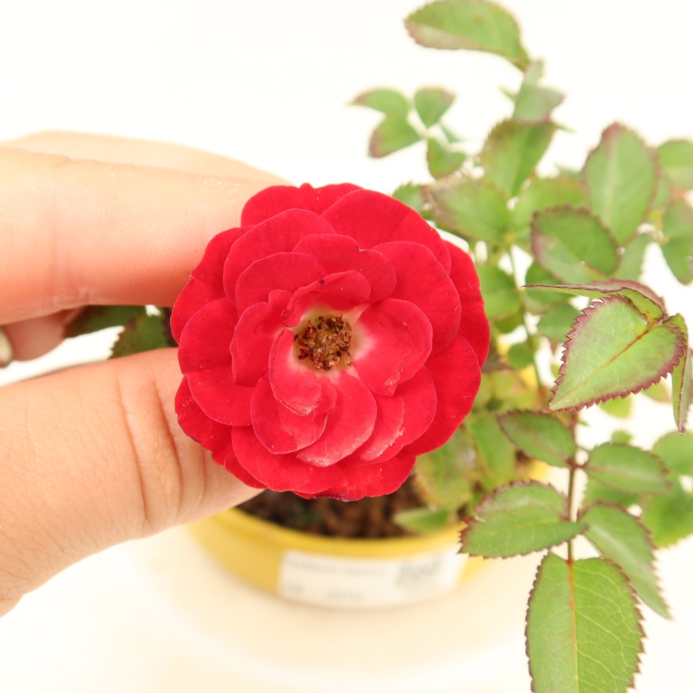 Bonsai für draußen - Rosa Kordes - Rose