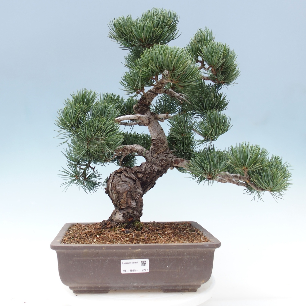Bonsai für draußen - Pinus parviflora - Pinus parviflora