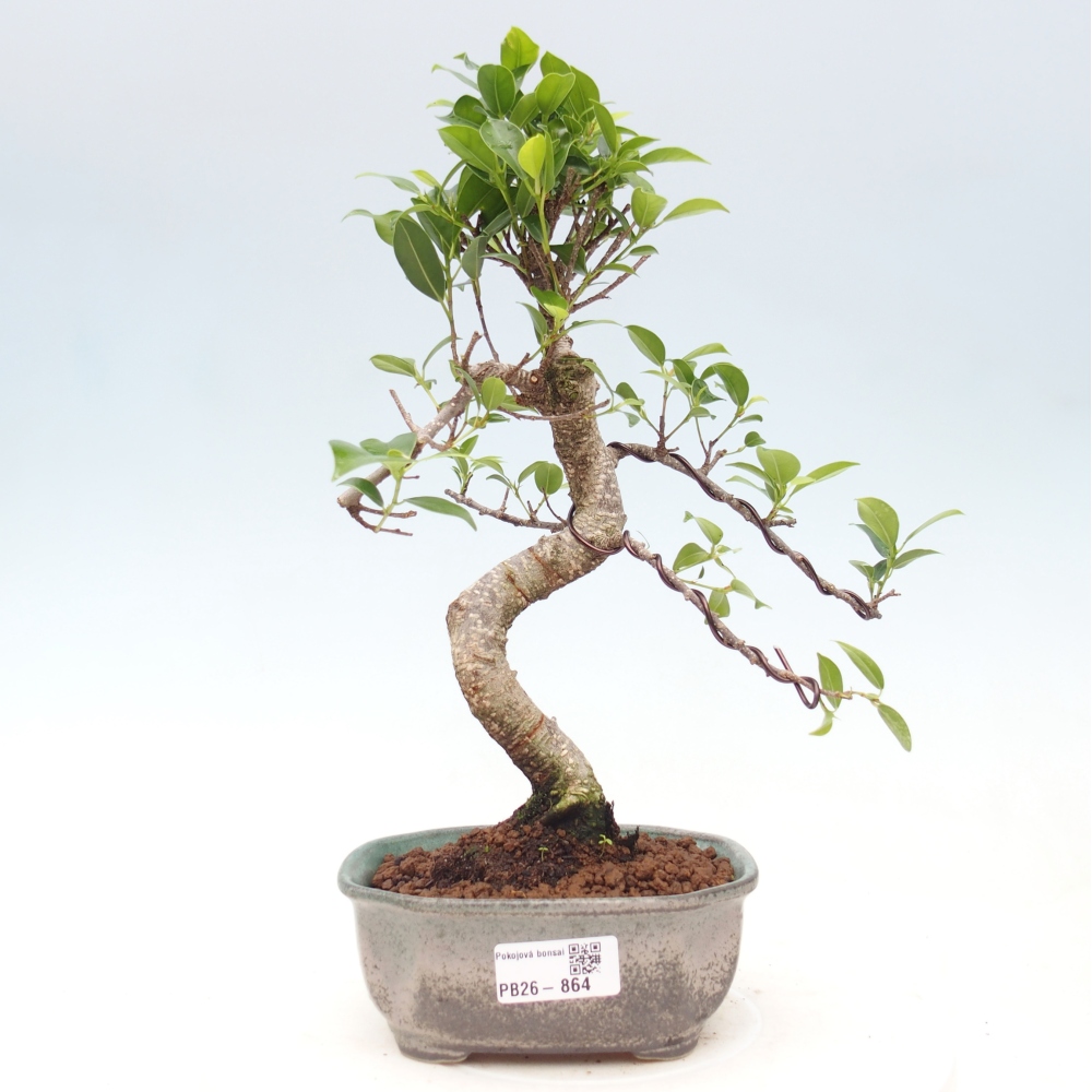 Zimmerbonsai - Ficus retusa - Kleinblättriger Ficus