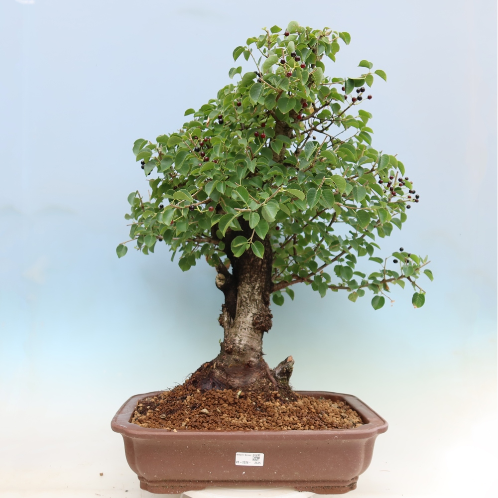 Bonsai für draußen - Mahalebka - Prunus mahaleb