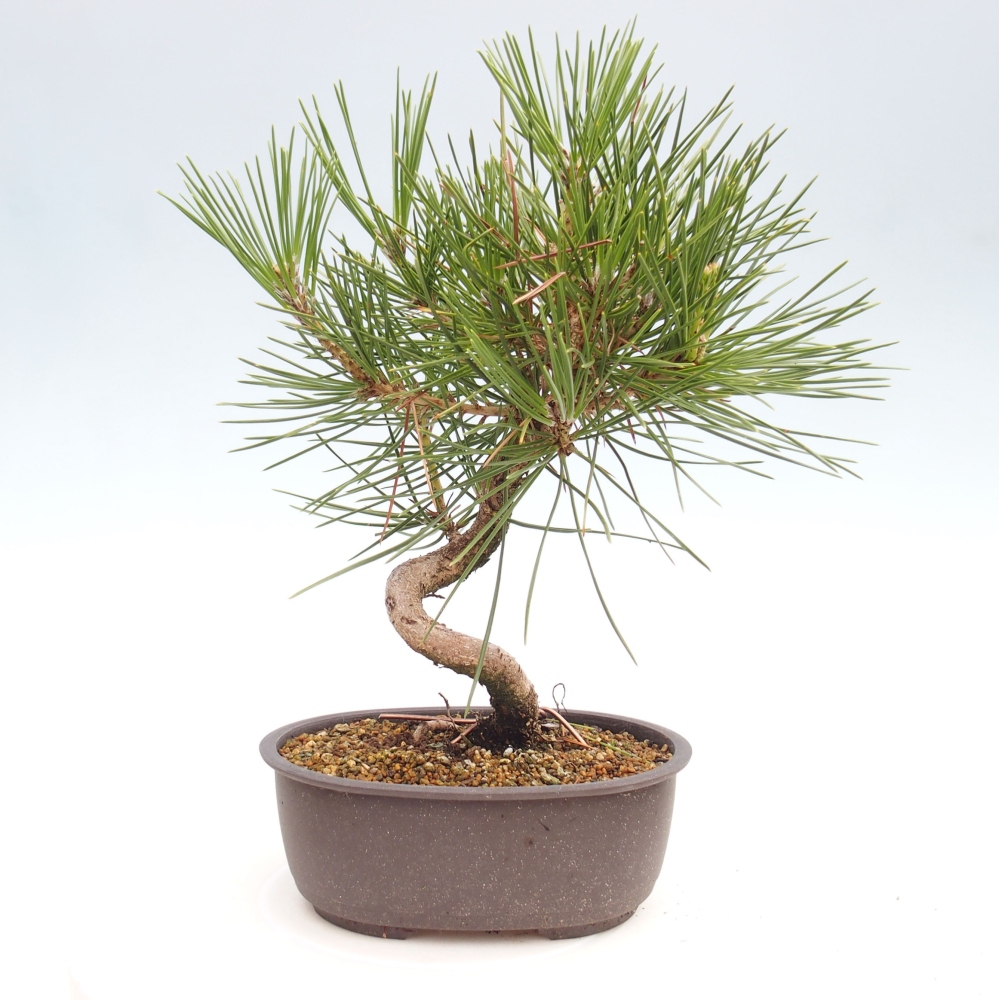 Bonsai für draußen - Pinus thunbergii - Thunberg-Kiefer