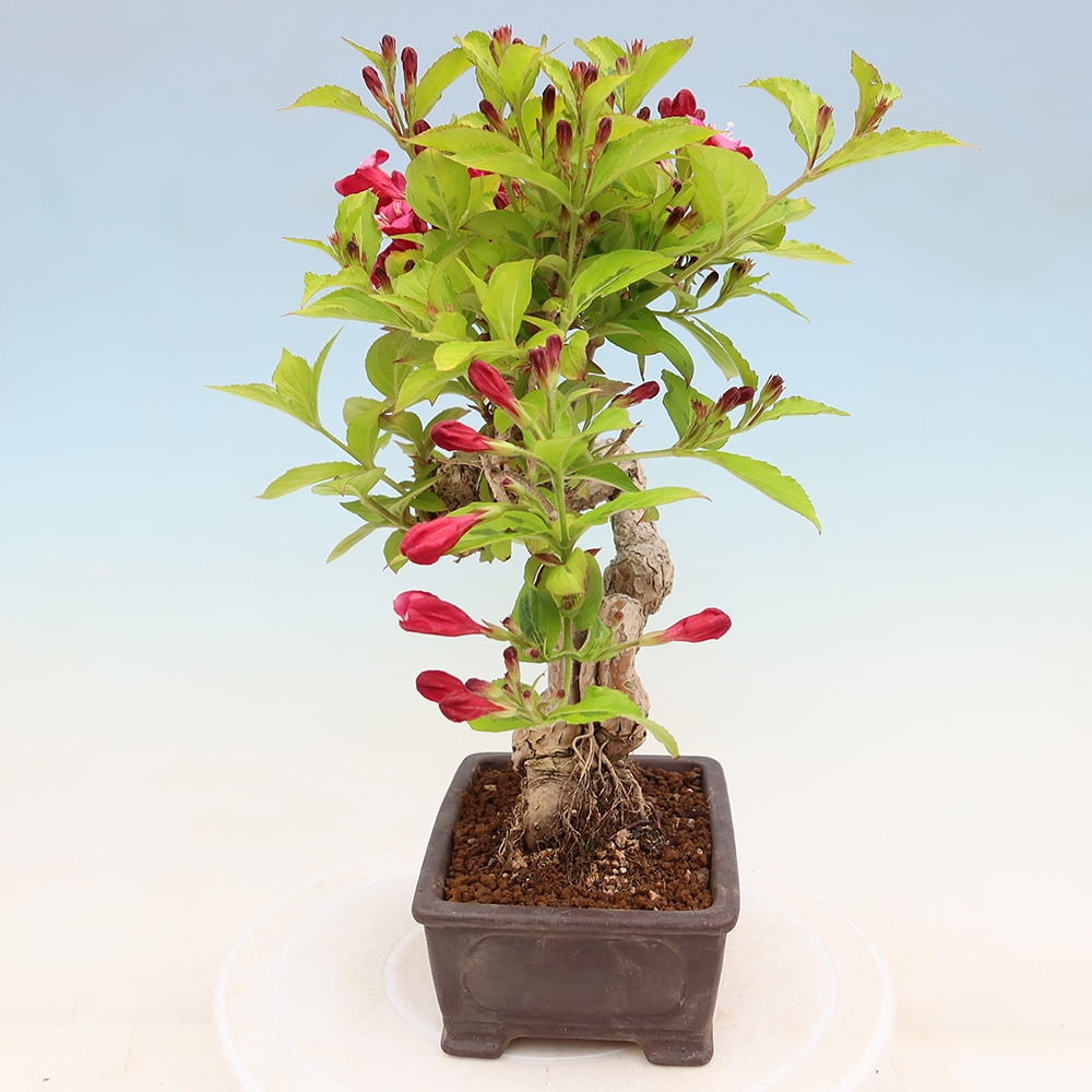 Freiland-Bonsai – Weigela subsessilis – Koreanische Weigela
