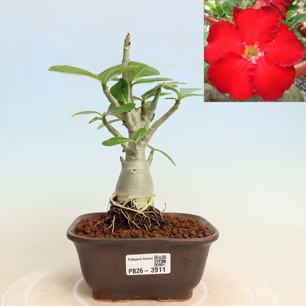 Zimmerbonsai – Adenium obesum „Red Star“ – Wüstenrose