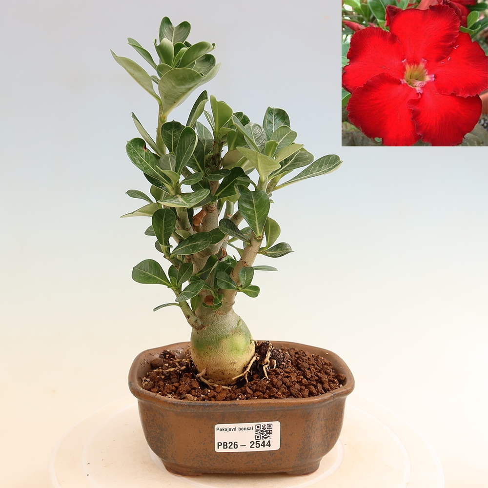 Zimmerbonsai – Adenium obesum „Red Star“ – Wüstenrose