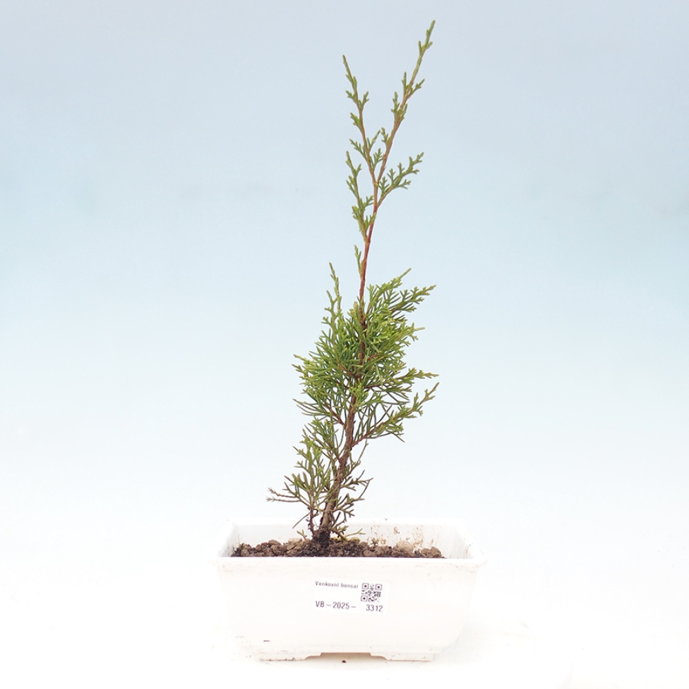 Bonsai für draußen - Juniperus chinensis Itoigawa