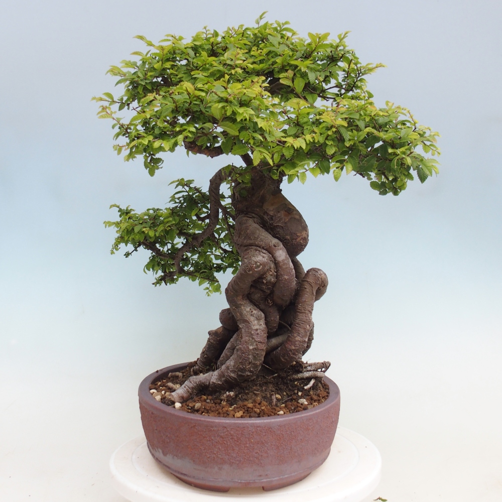 Bonsai für draußen - Ulmus parvifolia Hokkaido - Chinesische Ulme