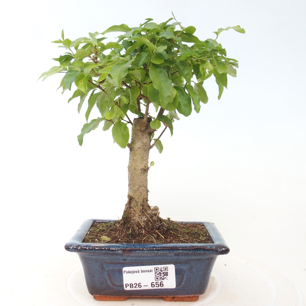 Zimmer Bonsai -Ligustrum chinensis - Vogelschnabel