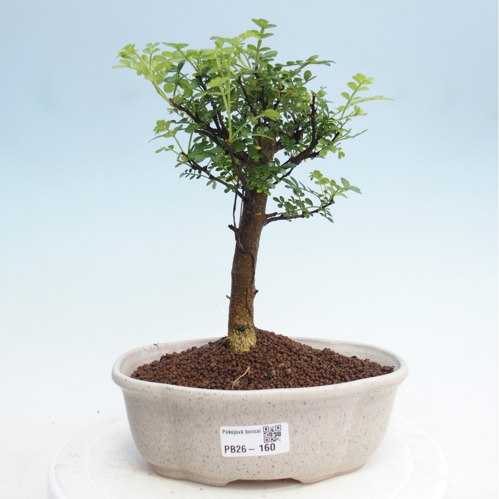 Zimmer Bonsai - Zantoxylum piperitum - Pfefferbaum