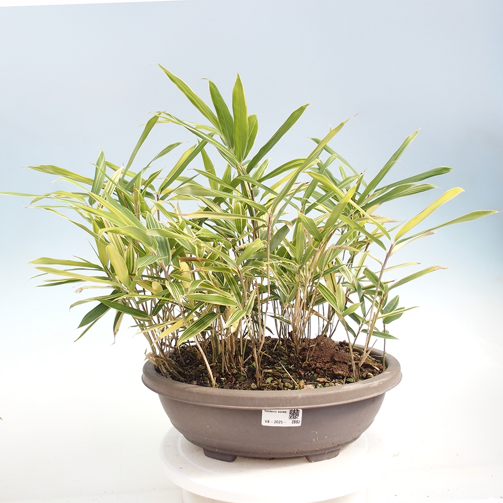 Bonsai für draußen - Sasaella masamuneana Albostriata - Bambus