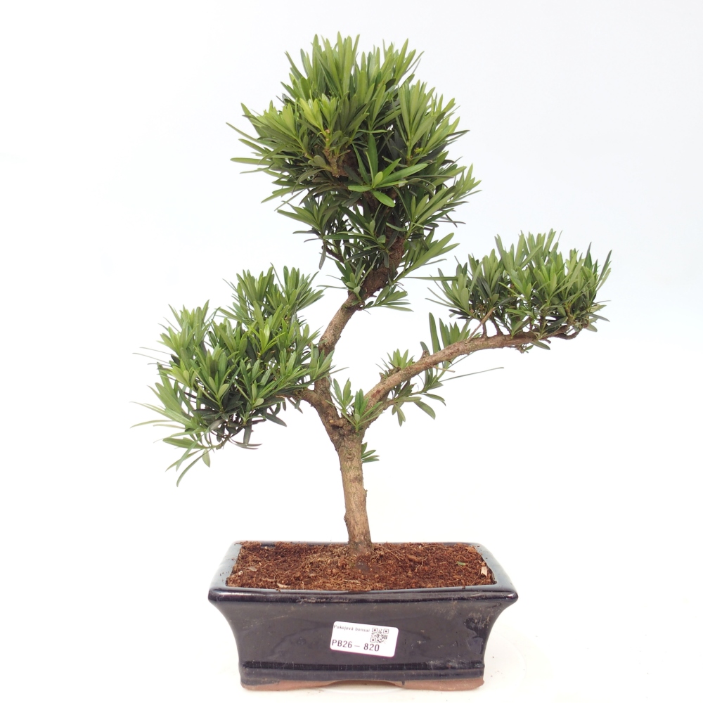 Zimmerbonsai - Podocarpus - Stein-Eibe