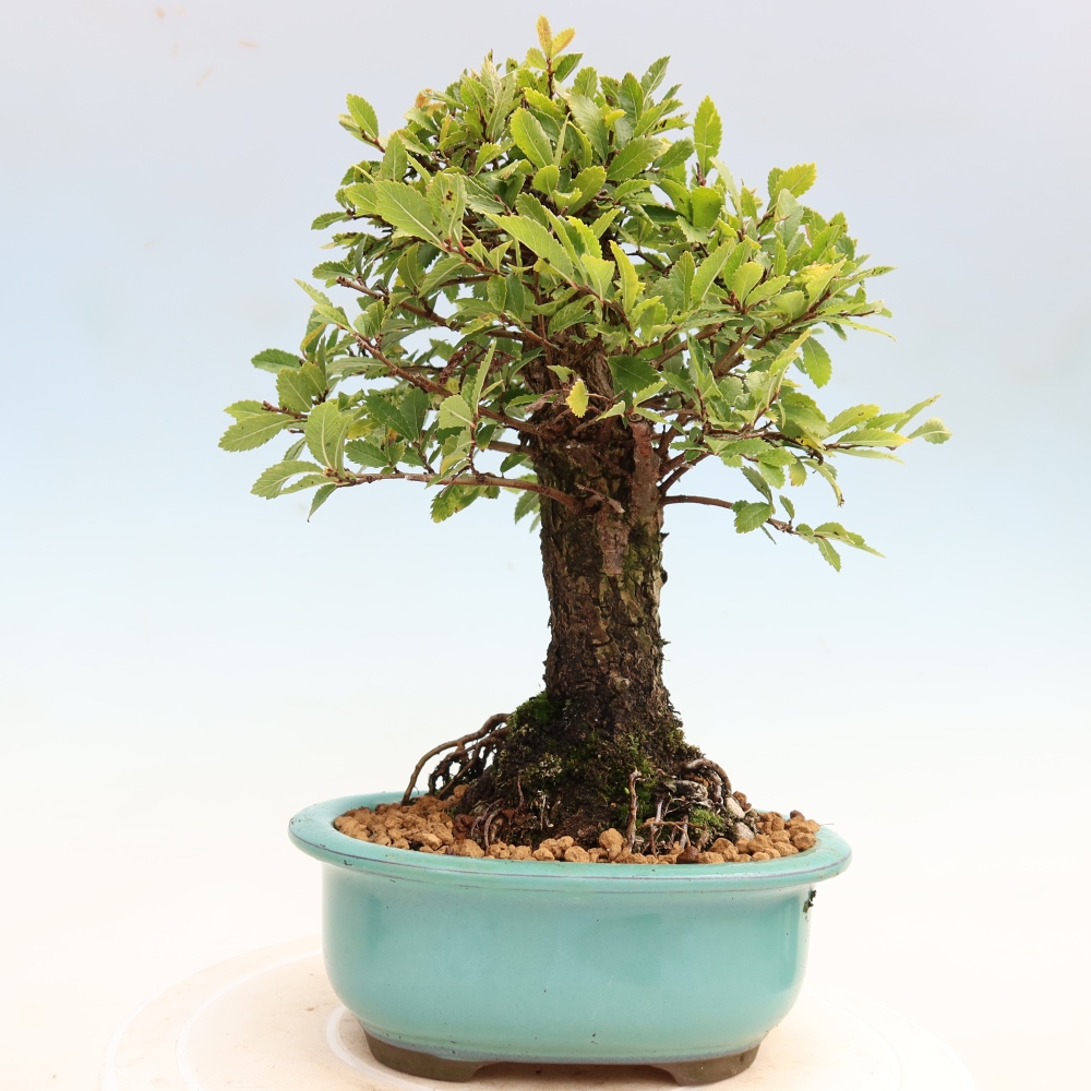 Bonsai für draußen - Zelkova - Zelkova NIRE