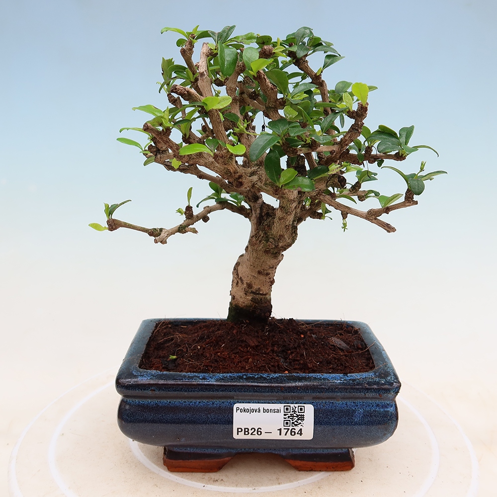 Zimmer-Bonsai - Carmona macrophylla - Tee-Fuki