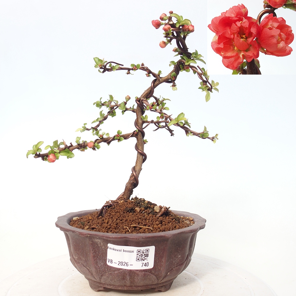 Bonsai für draußen - Chaneomeles s. Red Joy - Quitte