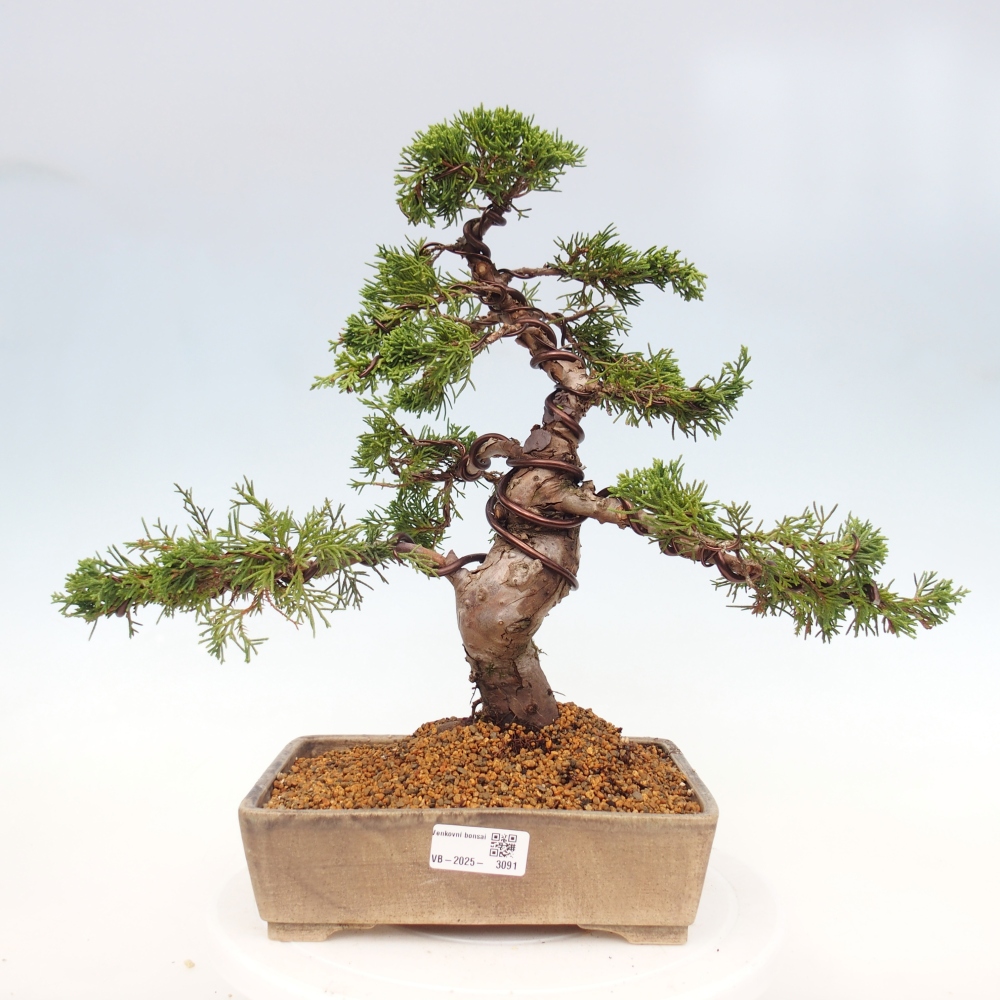 Bonsai für draußen - Juniperus chinensis Itoigawa