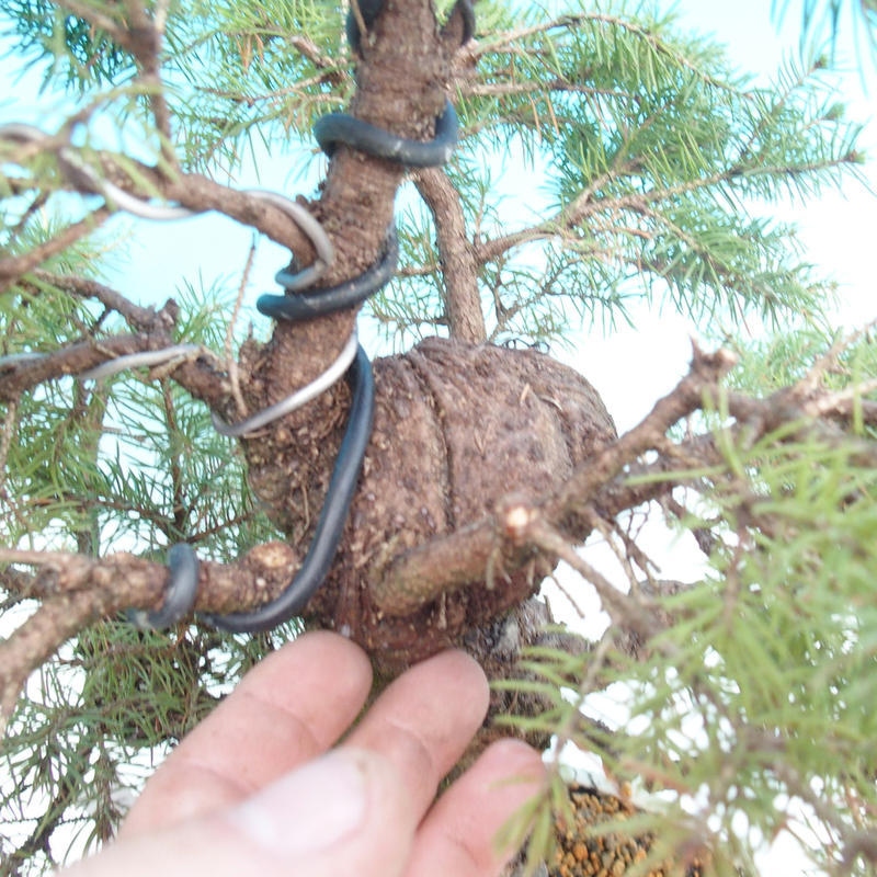 Bonsai für draußen - Fichte - Picea glauca globe