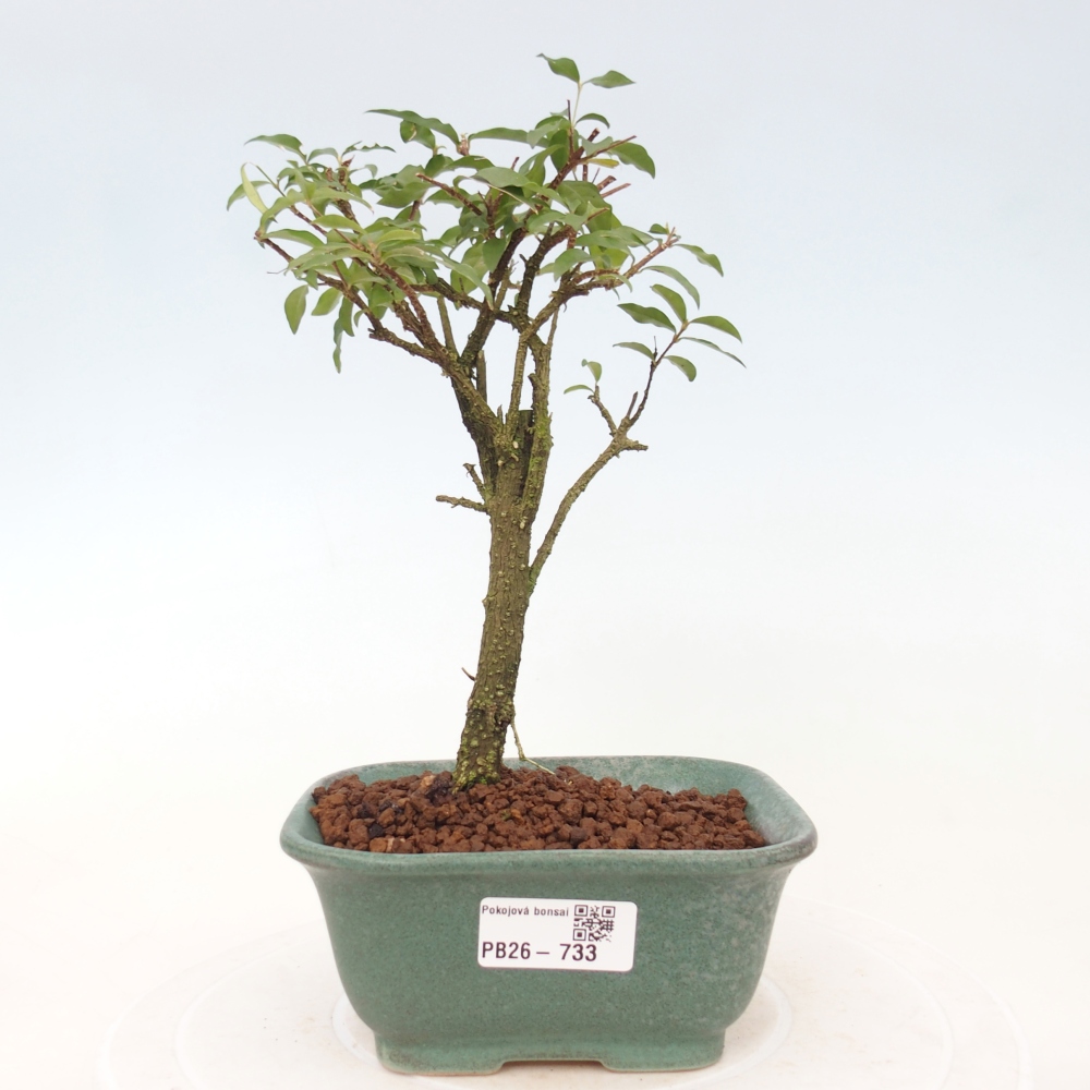Zimmer Bonsai - Malpighia coccigera- Barbdor Kirsche