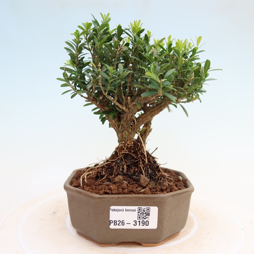 Zimmer Bonsai - Buxus harlandii - Korkbuxus