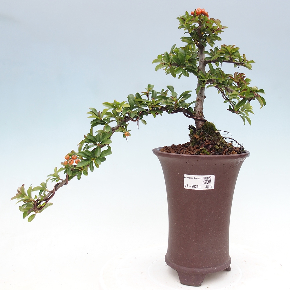 Freiland-Bonsai-Pyracantha Teton -Hlox