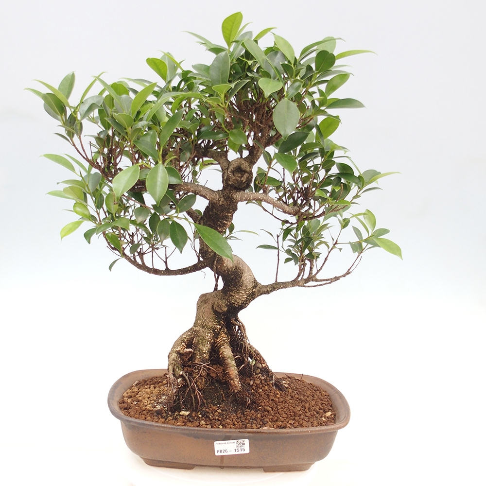 Zimmerbonsai - Ficus kimmen - Kleinblättriger Ficus