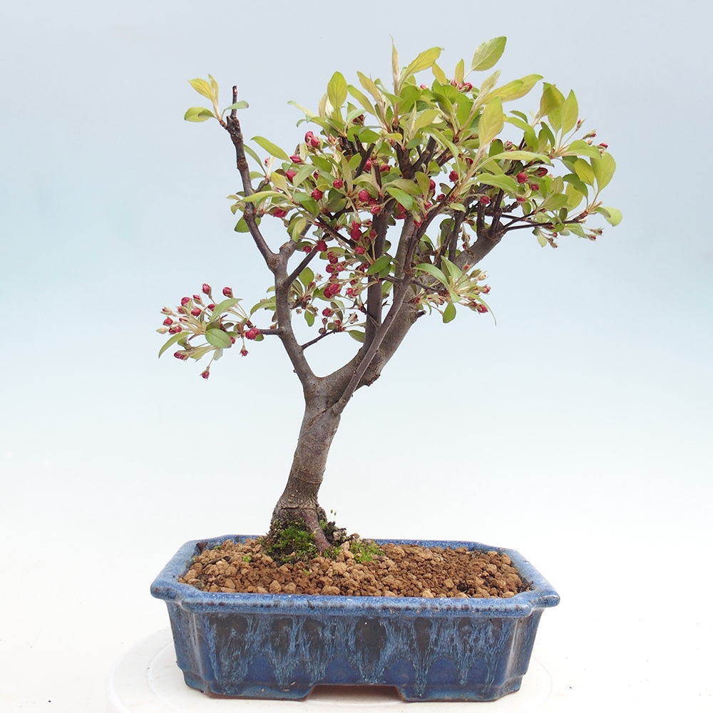 Outdoor-Bonsai -Malus domestica - Kleinfrüchtiger rotblättriger Apfelbaum