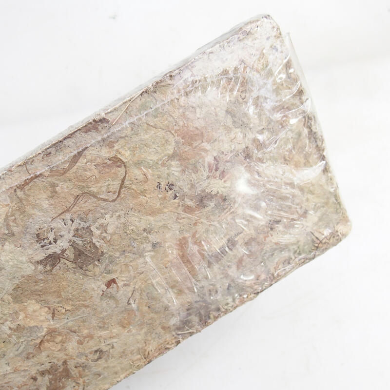 Sphagnum - Torfmoos 50 gr