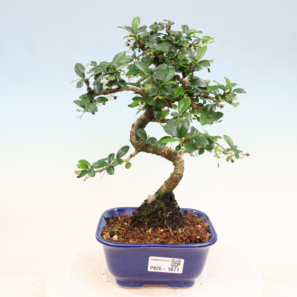 Zimmer-Bonsai - Carmona macrophylla - Tee-Fuki