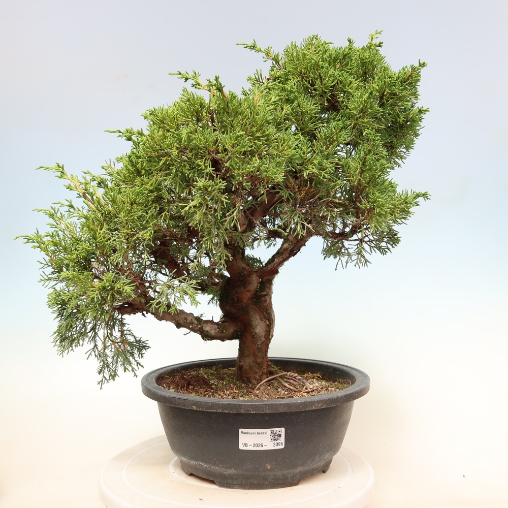 Bonsai für draußen - Juniperus chinensis Itoigawa-Juniperus chinensis