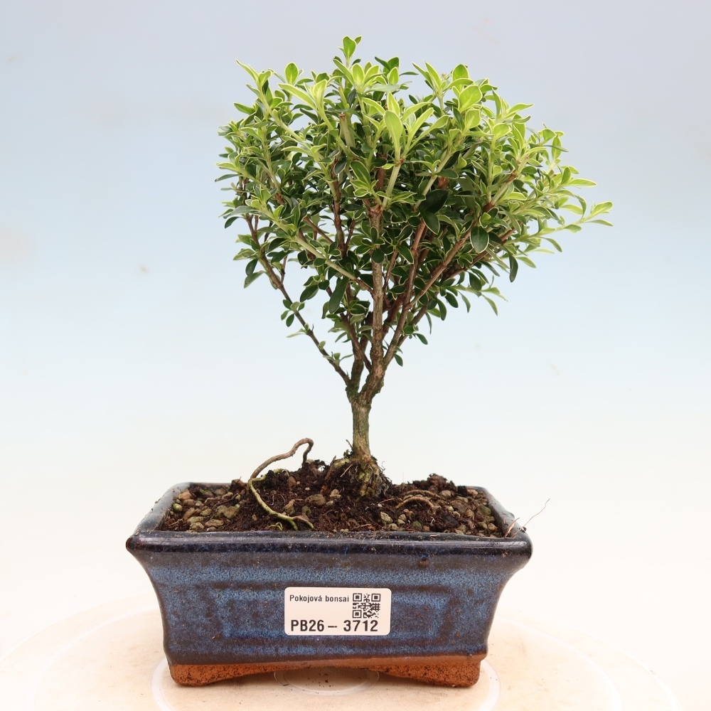 Zimmerbonsai - Serissa foetida Variegata - Baum der Tausend Sterne