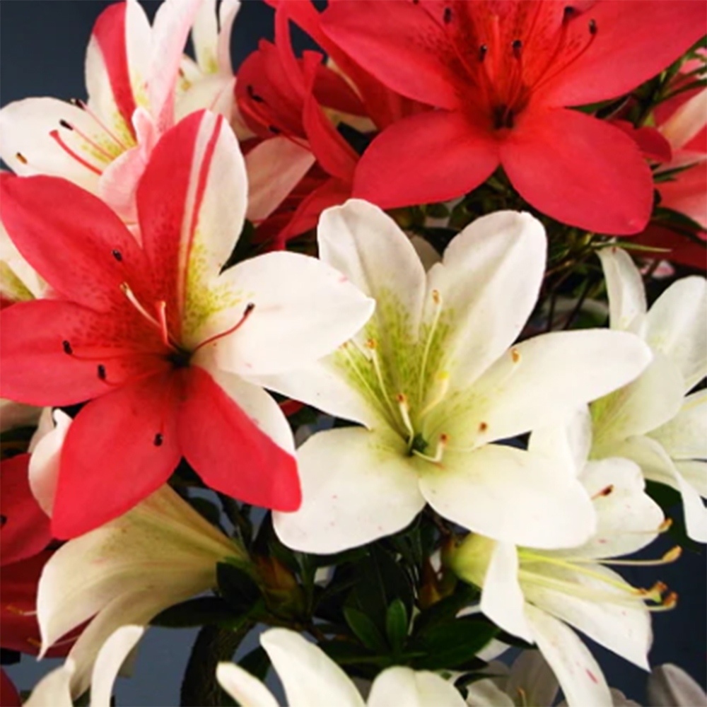 Bonsai für draußen - Japanische Azalee - Azalee Hanatsuzuri