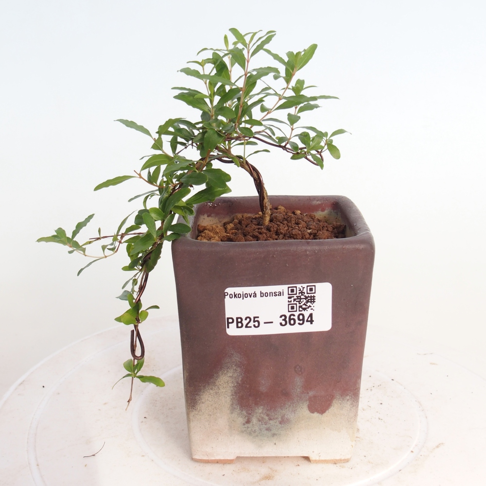 Zimmer-Bonsai-PUNICA granatum nana-Apfel-Granatapfel