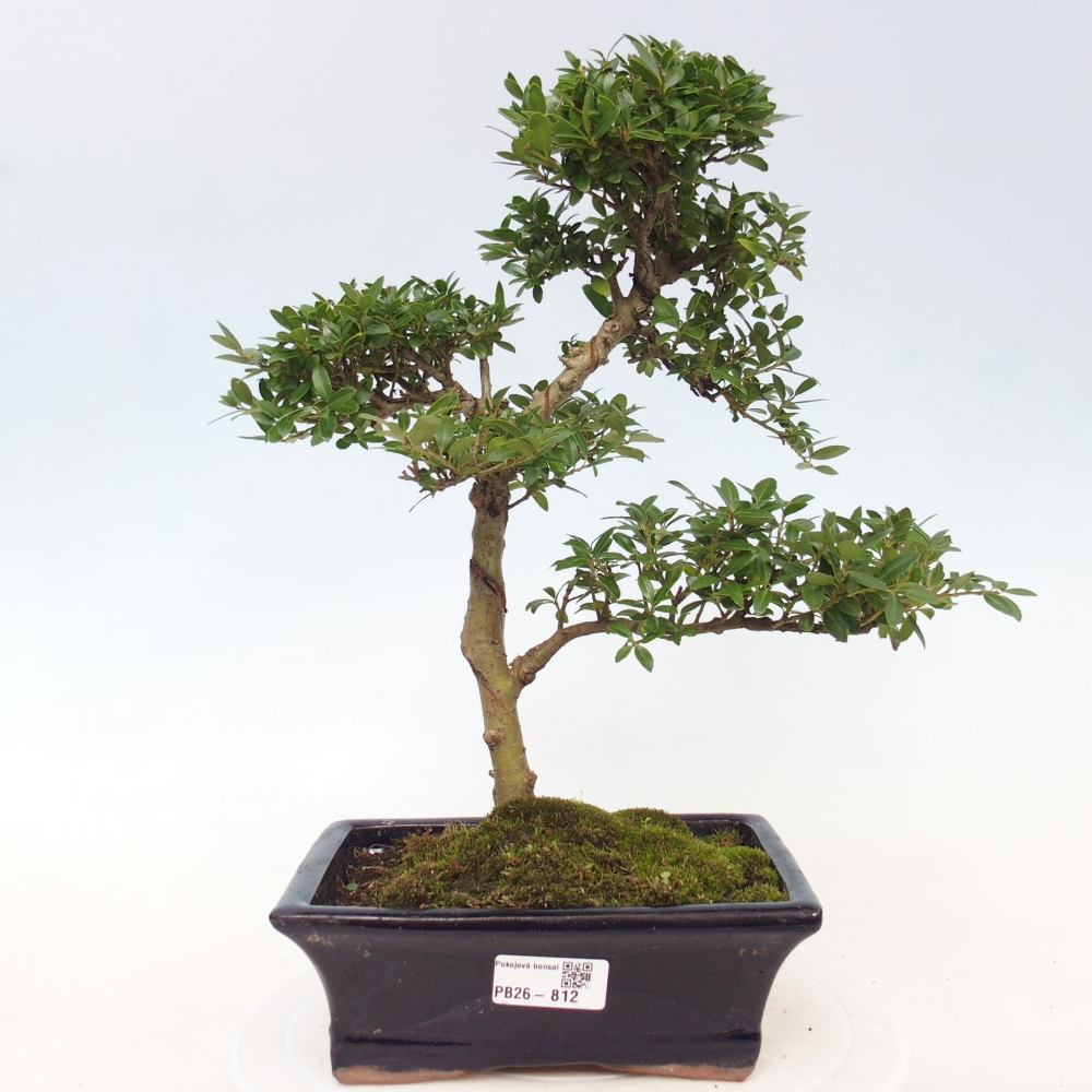 Zimmer Bonsai - Ilex crenata - Stechpalme