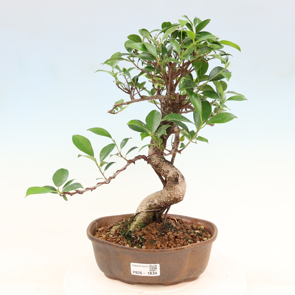 Zimmerbonsai - Ficus retusa - Kleinblättriger Ficus