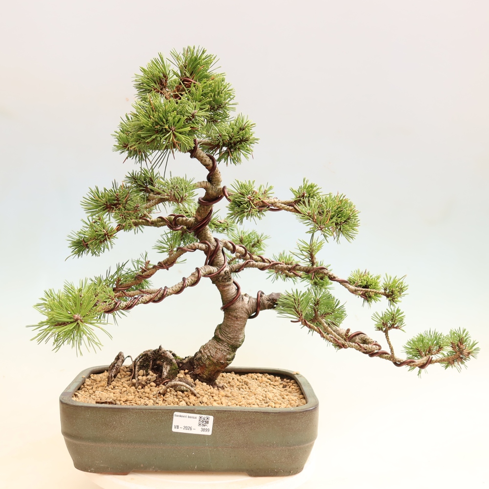 Bonsai für den Außenbereich – Pinus mugo Humpy – Zwergkiefer