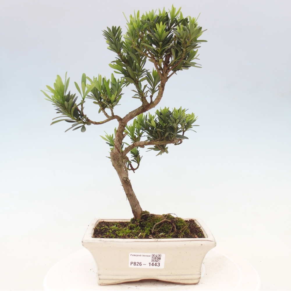 Zimmerbonsai - Podocarpus - Stein-Eibe